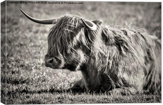  Highland Cow Canvas Print by Ray Pritchard
