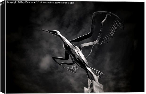  Taking Flight Canvas Print by Ray Pritchard