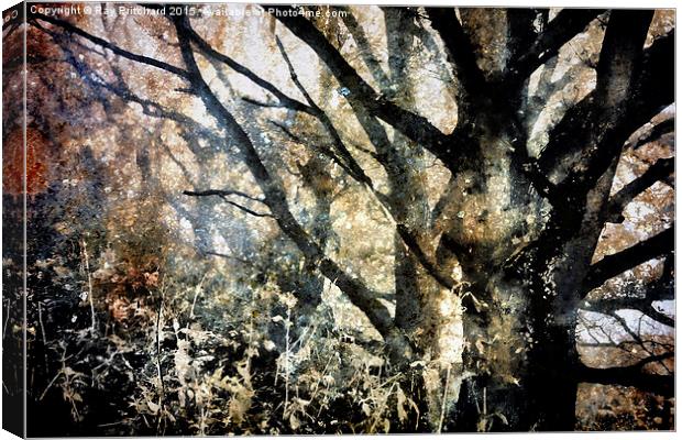  Foggy Trees Canvas Print by Ray Pritchard