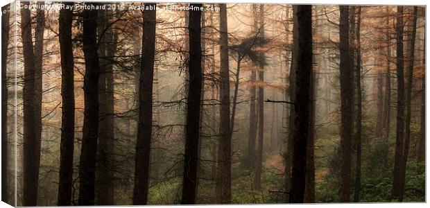  Beamish Woods  Canvas Print by Ray Pritchard