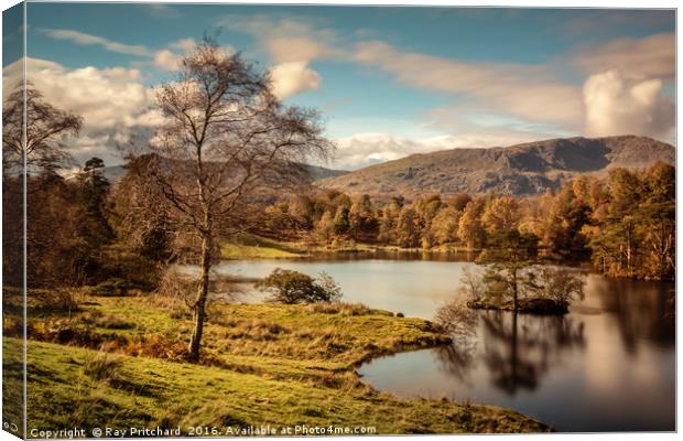 Tarn Hows Canvas Print by Ray Pritchard