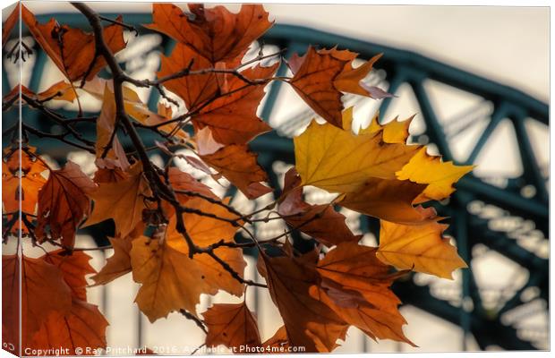 Autumn In Newcastle  Canvas Print by Ray Pritchard