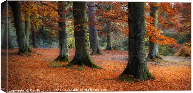 Autumn Trees at Bowlees Canvas Print by Ray Pritchard