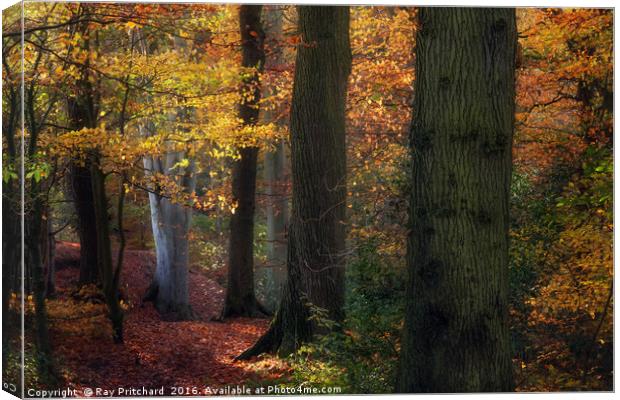 Autumn Colours Canvas Print by Ray Pritchard