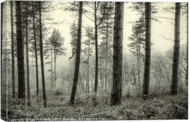 Misty Woods Canvas Print by Ray Pritchard