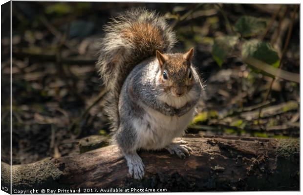 You got any nuts please? Canvas Print by Ray Pritchard