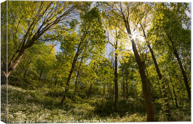 Penshaw Woods  Canvas Print by Ray Pritchard