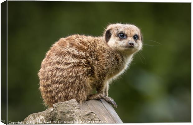 Meercat Canvas Print by Ray Pritchard