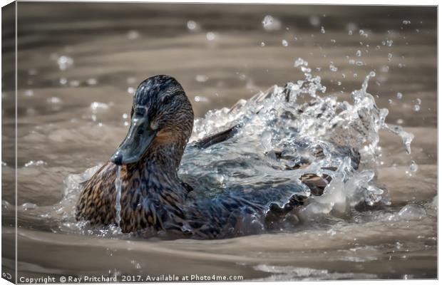 Water On A Ducks Back Canvas Print by Ray Pritchard