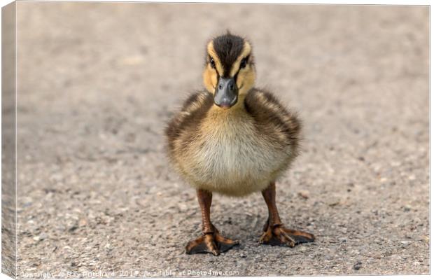 Duckling Canvas Print by Ray Pritchard