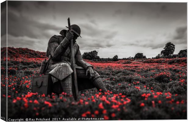 Tommy 1101 in Poppy Field Canvas Print by Ray Pritchard