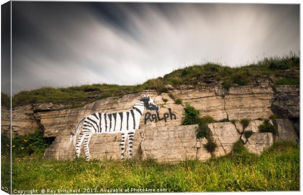 Ralph the Zebra Canvas Print by Ray Pritchard