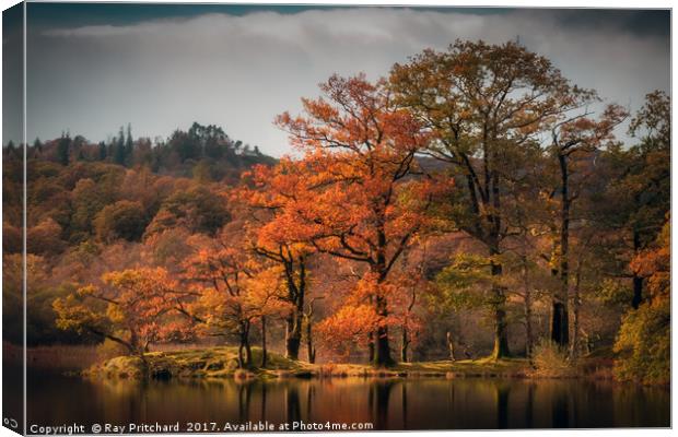 Autumn Colours at Rydal Water Canvas Print by Ray Pritchard