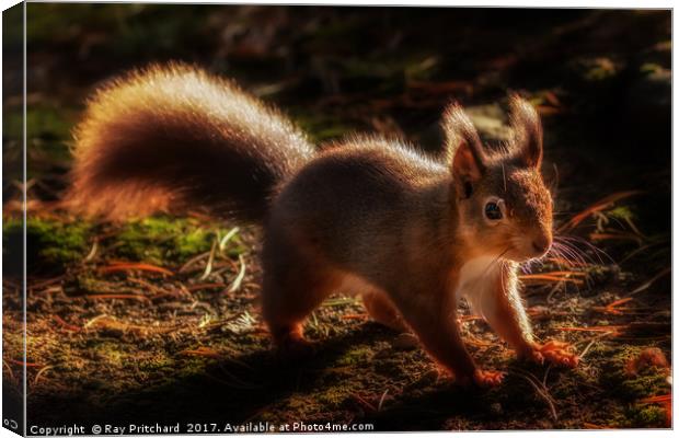 Red Squirrel or Squizz  Canvas Print by Ray Pritchard