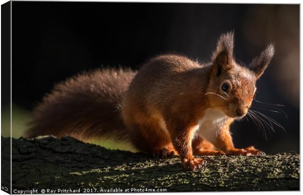 Red Squirrel at Derwent Reservoir  Canvas Print by Ray Pritchard