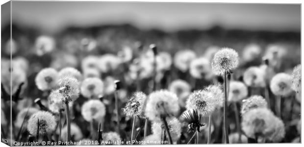 Dandelions  Canvas Print by Ray Pritchard