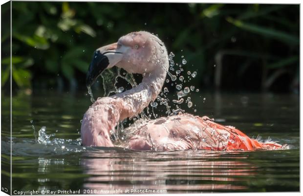 Chilean flamingo Canvas Print by Ray Pritchard
