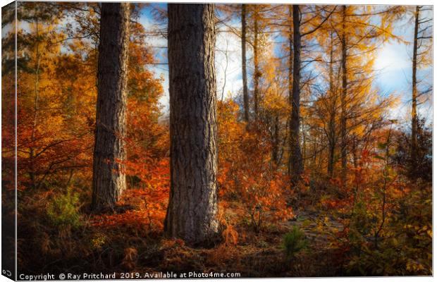 Autumn Colours in Gateshead Canvas Print by Ray Pritchard