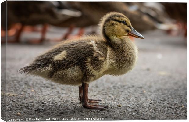 Little Duckling Canvas Print by Ray Pritchard