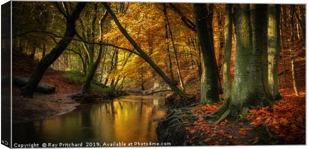 Ousbrough Woods   Canvas Print by Ray Pritchard