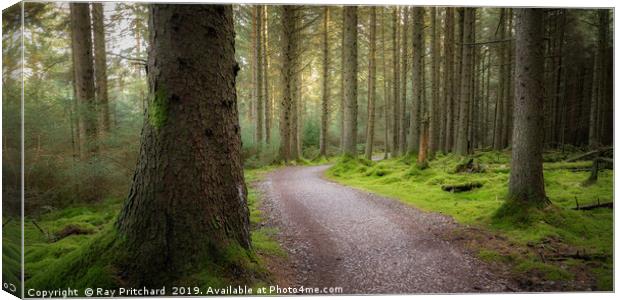 Whinlatter Forest Canvas Print by Ray Pritchard