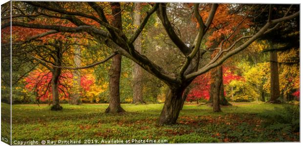 colourful Autumn Trees  Canvas Print by Ray Pritchard