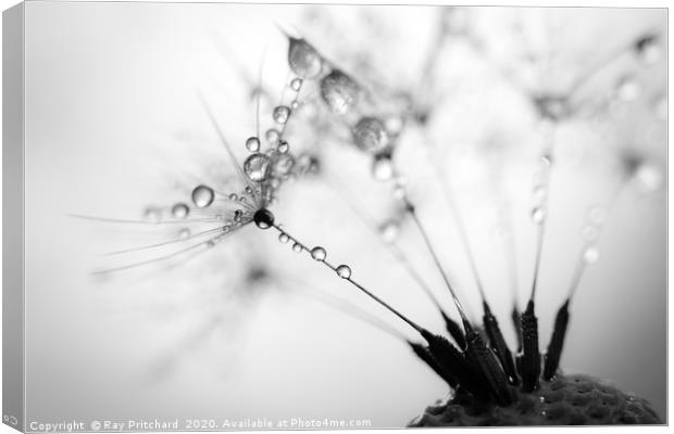 Dandelion Seeds and Water Drops Canvas Print by Ray Pritchard