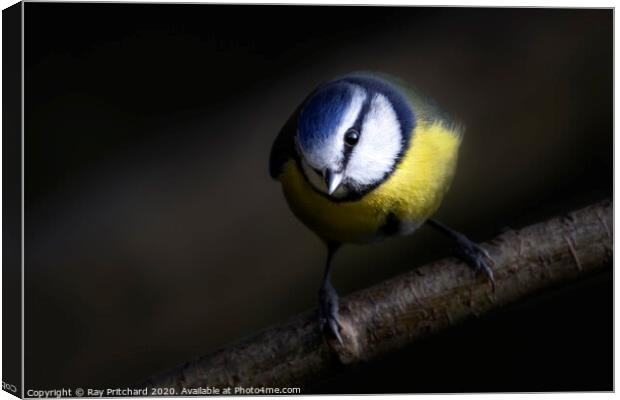 Blue Tit  Canvas Print by Ray Pritchard