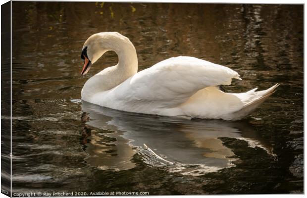 Swan  Canvas Print by Ray Pritchard