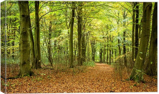  Forest Walk Canvas Print by Linda Corcoran LRPS CPAGB