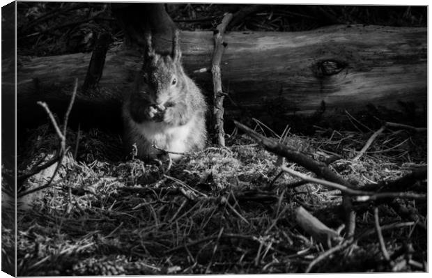 A Squirrels Dinner Canvas Print by James Harrison