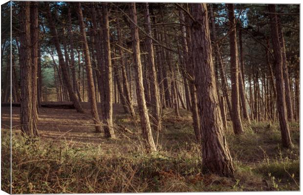Formby Pinewoods  Canvas Print by James Harrison