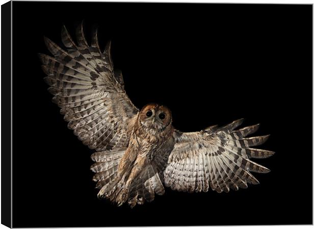  Incoming Tawny Owl Canvas Print by Mike Hudson