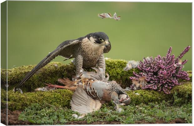 Peregrine Falcon with Prey Canvas Print by Mike Hudson