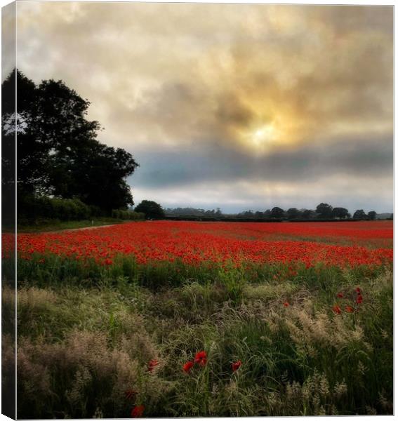 Norfolk Poppy Field  Canvas Print by Jacqui Farrell