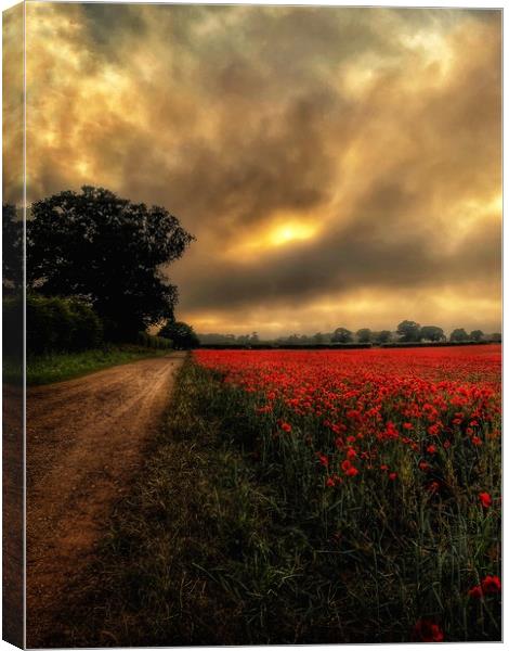Norfolk Poppy Field and Pathway Canvas Print by Jacqui Farrell