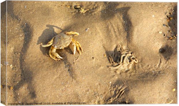 Crab camouflaged on a beach  Canvas Print by Jacqui Farrell