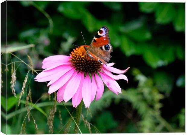 Echinacea Flower with Butterfly  Canvas Print by Jacqui Farrell