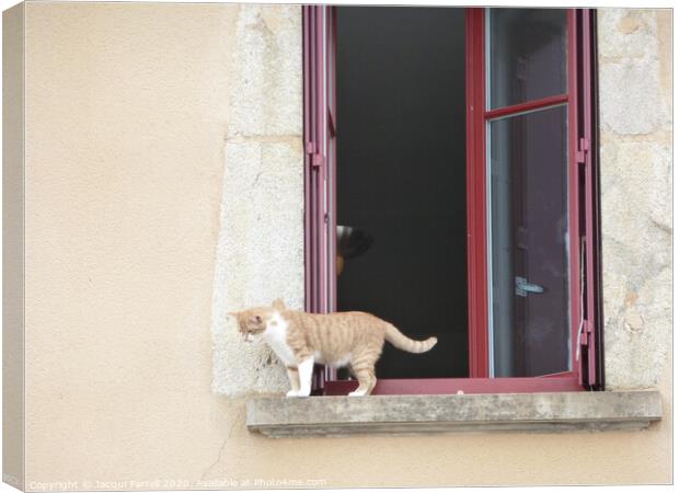 Cat on a Windowsill Canvas Print by Jacqui Farrell