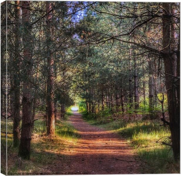 Brandon Country Park Suffolk Canvas Print by Jacqui Farrell