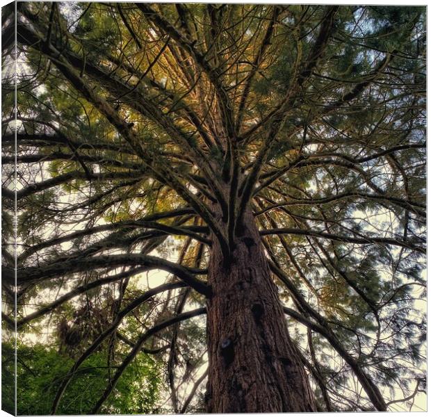 Brandon Giant Redwood Tree Canvas Print by Jacqui Farrell