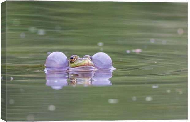 Marsh frog (Pelophylax ridibundus) Canvas Print by chris smith