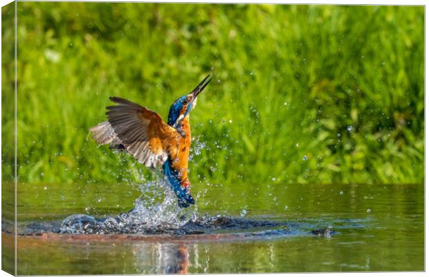 kingfisher (Alcedo atthis) Canvas Print by chris smith