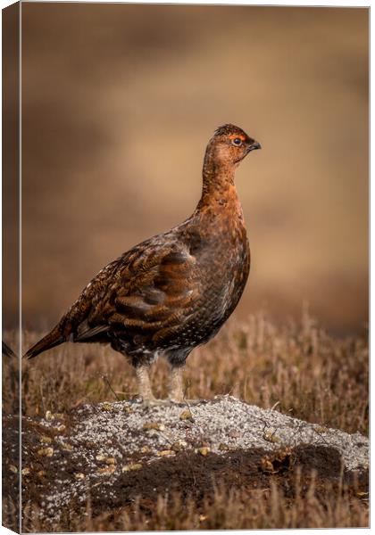 Red grouse (Lagopus lagopus) Canvas Print by chris smith