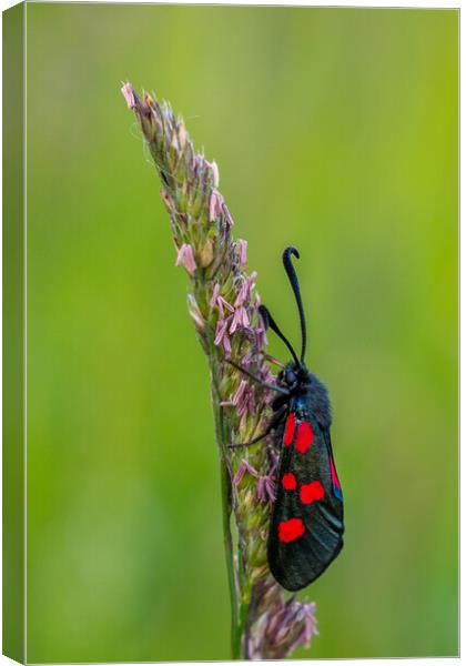 Five-Spot Burnet (Zygaena trifolii) Canvas Print by chris smith