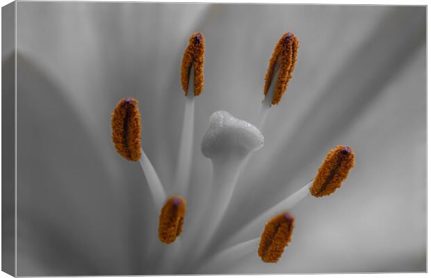 Lily lilium Canvas Print by chris smith