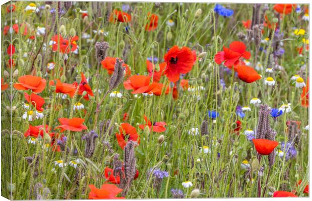 wildflower meadow Canvas Print by chris smith