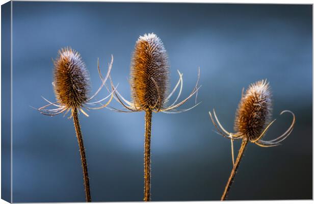 Thistle  Canvas Print by chris smith