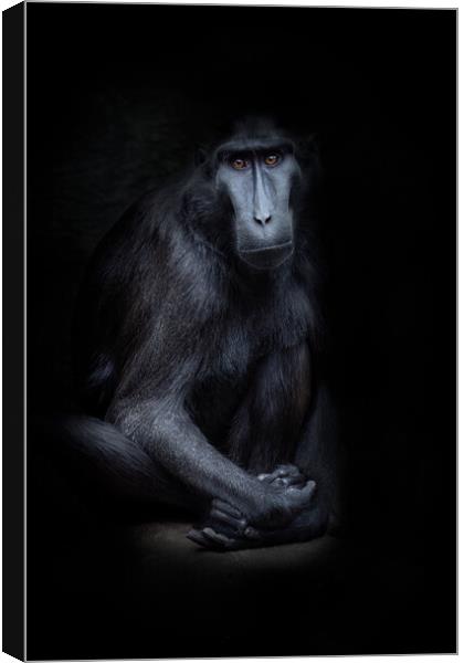 sulawesi crested macaque Canvas Print by chris smith