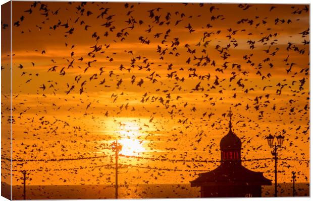 Starling murmuration Canvas Print by chris smith